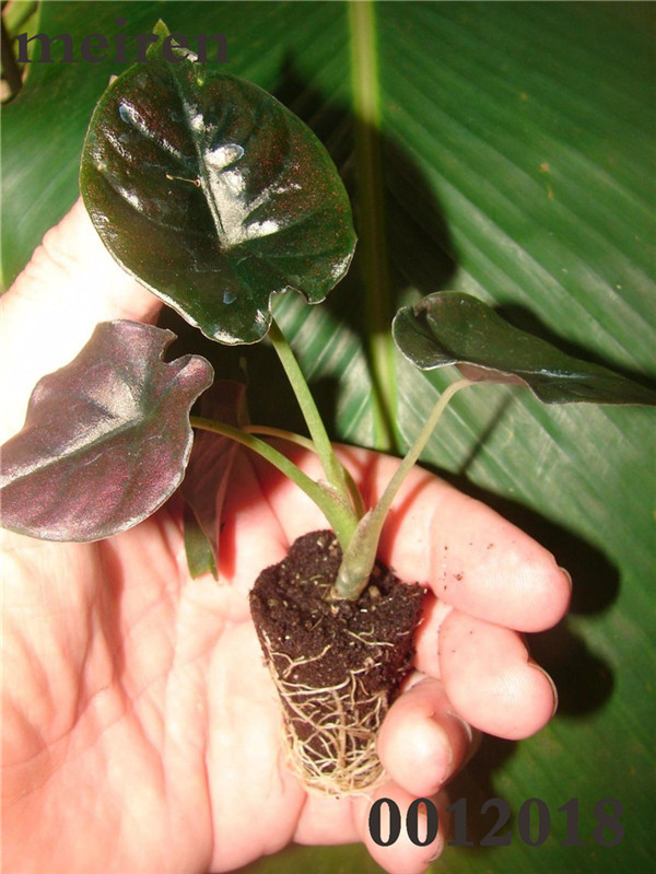 Alocasia Purple Elephant Ear 20 Pieces Indoor Decorative Greenery Perfect For Potting - 5