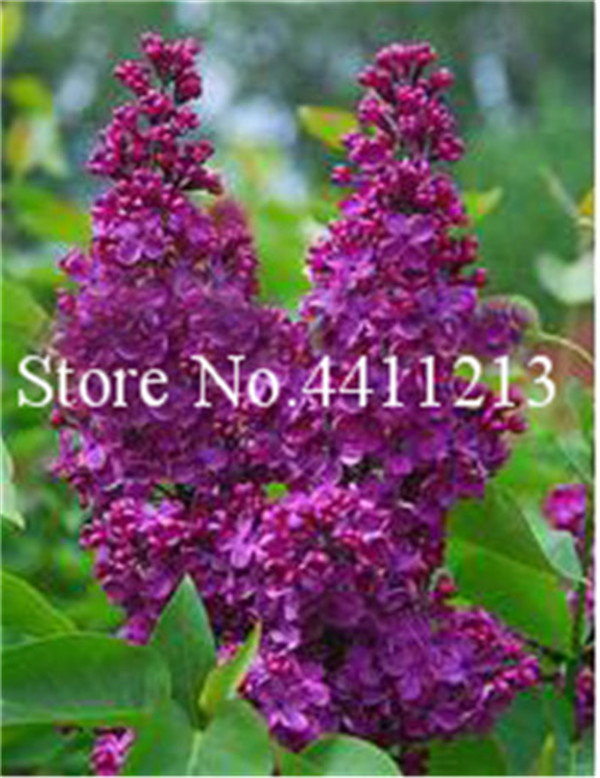 100 Pcs Extremely Fragrant Japanese Lilac Flower Tree Aromatic Perennial For Indoor Or Outdoor Decor - 4