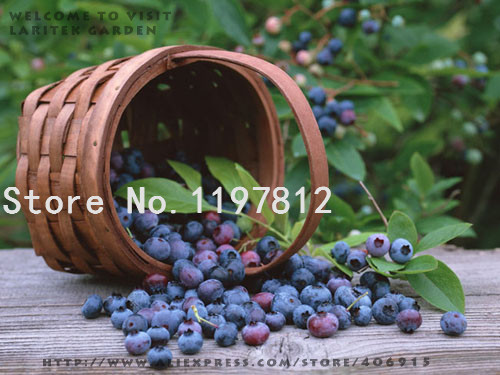 Exclusive Offer Bulk Pack Of 10 Heirloom Blueberry Series Edible Fruit For Outdoor Cultivation - 4