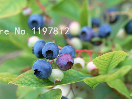 Exclusive Offer Bulk Pack Of 10 Heirloom Blueberry Series Edible Fruit For Outdoor Cultivation - 2