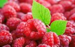 1000pcsbag Genuine Wild Raspberry Plants Garden - Bonsai Fruit - 4