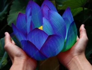 10pcsbag Lotus Bonsai Aquatic Bonsais Bowl Water Lily Flower Perennial Plant - 2