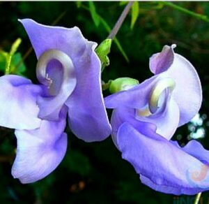 Vigna Lavender Snail 20 Rare Seeds Cover - 2