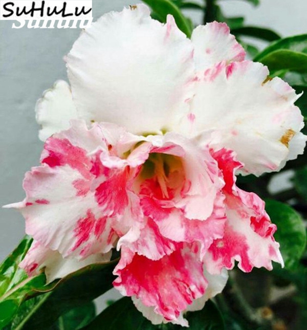 100 Authentic Exotic Desert Rose Adenium Obesum Dwarf Ornamental Balcony Decor Potted Blooming Particles - 4