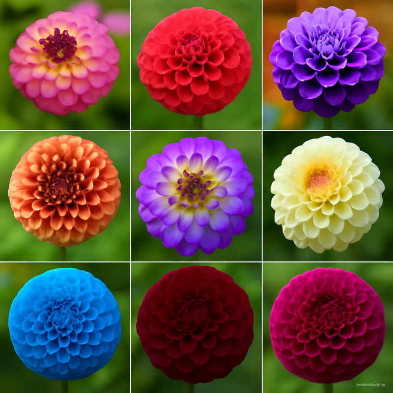 100pcs Gorgeous Dahlia Flower Not Bulbs Beautiful Bonsai Balcony Potted Plants Home Garden