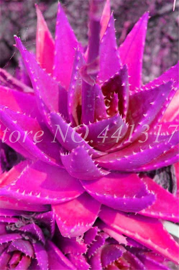 Aloe Vera 150 Pieces Succulent Indoor Decorative Greenery With Edible Fruit Easytogrow - 8