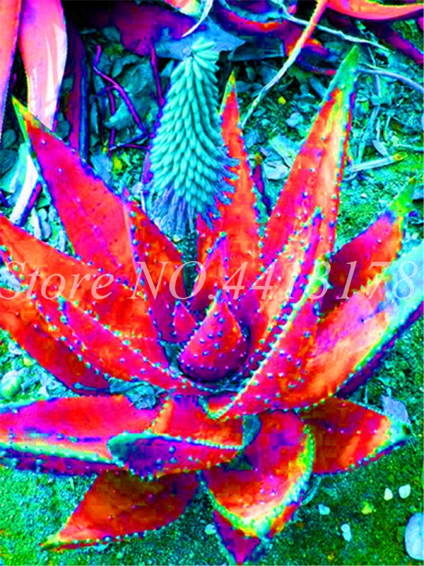 Aloe Vera 150 Pieces Succulent Indoor Decorative Greenery With Edible Fruit Easytogrow - 7