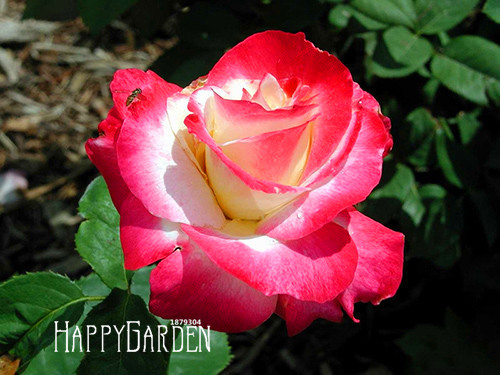 Exclusive Luxurious White Heart Pink Edge Rose In 24 Unique Colors Ideal For Balcony Decor - 18