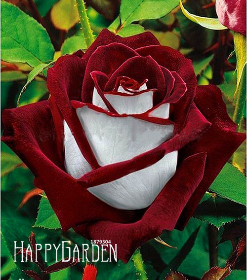 Exclusive Luxurious White Heart Pink Edge Rose In 24 Unique Colors Ideal For Balcony Decor - 12