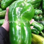 Chile Pepper Plants 100 Pcs Color Chili Organic Vegetable Bonsai Finger Capsicum Annuum Garden Balcony Vegetables Non-gmo - 2