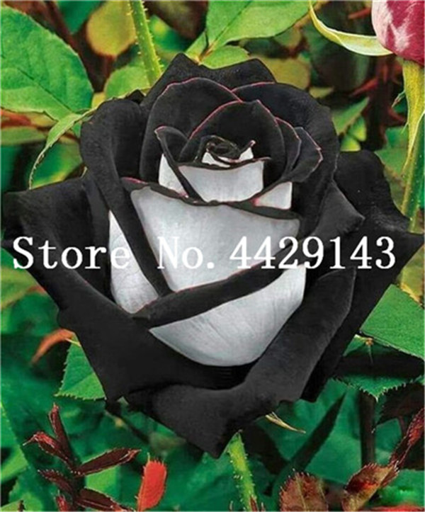 100 Piece Rose Collection Vibrant Beautiful Diy Potted Blooms For Balcony Or Indoor Spaces - 5