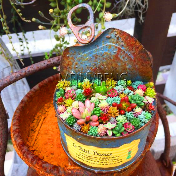 Succulent Mix 100pc Miniature Cactus Variety Perennial Live Greenery Perfect For Indoor Decor Landscaping - 5