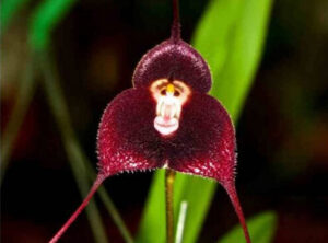 100pcs 8 Kinds Monkey Orchid Bonsai Face Flores Plants Flowers Plantas Home Amp Garden - 2