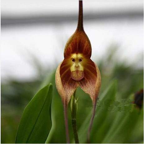 100pcs Assorted Monkey Face Orchid Flowers Ideal For Patio Lawn Outdoor Decor - 3