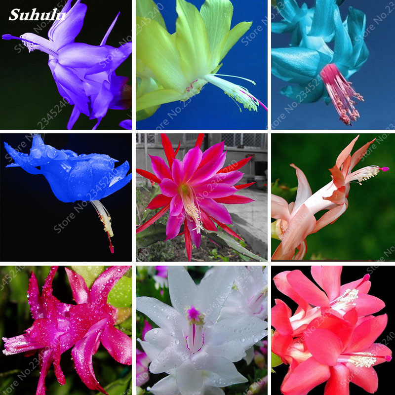 200 Pcs Exotic Schlumbergera Zygocactus Truncatus Flower Seeds Rare Multicolored Orchid For Indoor Greenhouse Planting - 1