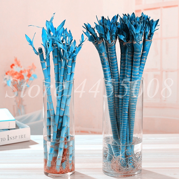 Exclusive Offer 40piece Fresh Indoor Lucky Bamboo 100 Authentic Potted Greenery For Indoor Spaces - 1