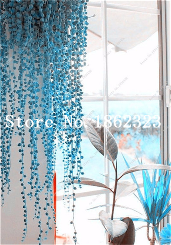 100pcs Blue Pearl Chlorophytum Rare Aesthetic Succulents Easy To Cultivate Indoor And Outdoor Decorative Flora - 2