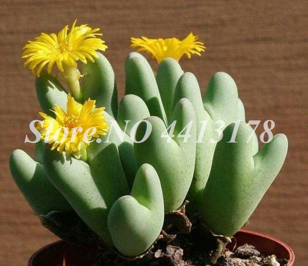 300 Pcs Bag Exotic Mini Rabbit Lithops Pseudotruncatella Easytogrow Succulent Pot Flower Ideal For Indoor And Outdoor Aesthetics - 8