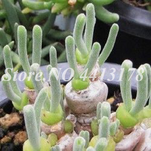 300 Pcs Bag Exotic Mini Rabbit Lithops Pseudotruncatella Easytogrow Succulent Pot Flower Ideal For Indoor And Outdoor Aesthetics - 6