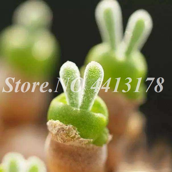 300 Pcs Bag Exotic Mini Rabbit Lithops Pseudotruncatella Easytogrow Succulent Pot Flower Ideal For Indoor And Outdoor Aesthetics - 2