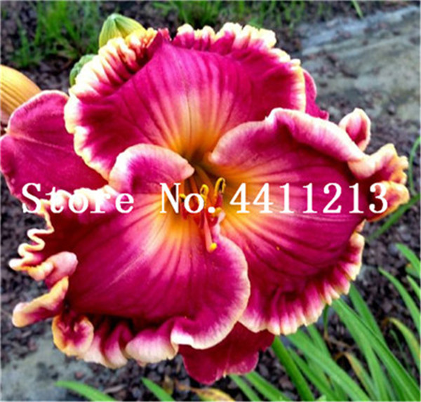 50piece Set Hybrid Mix Yellow Daylily Flowers Rare Colour Hemerocallis Day Lilly Seeds For Outdoor Landscaping - 6