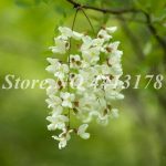 300 Pcs Bag Exotic Bonsai Potted Plant Outdoor Blooming Flower Tree Home Garden - 2