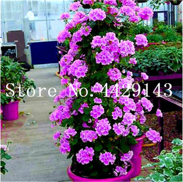 100piece Set Of Climbing Geranium Balconyfriendly Seasonal Pelargonium Flowers In Mixed Colors - 4