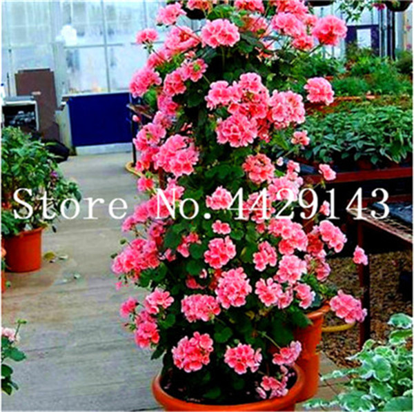 100piece Set Of Climbing Geranium Balconyfriendly Seasonal Pelargonium Flowers In Mixed Colors - 3