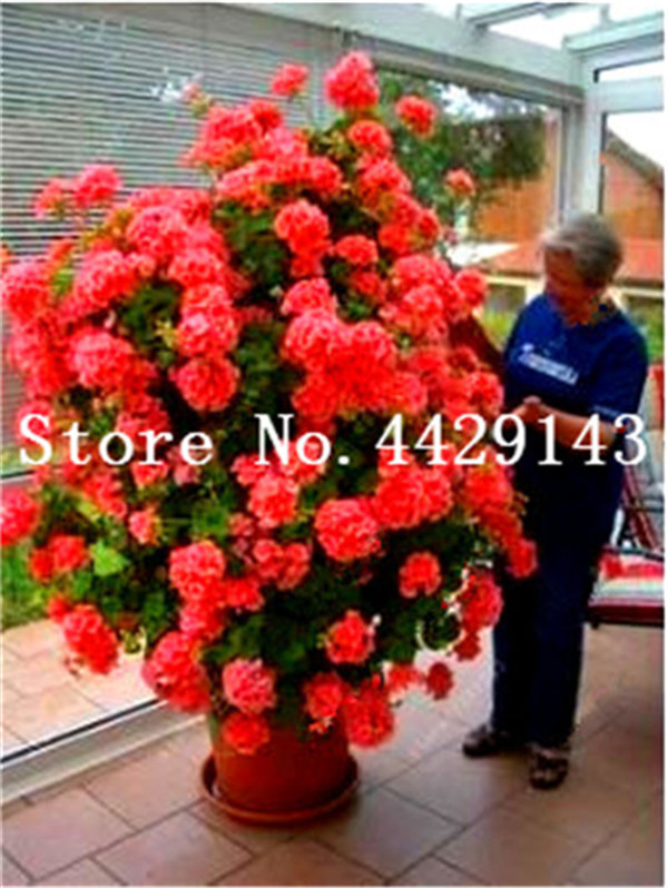 100piece Set Of Climbing Geranium Balconyfriendly Seasonal Pelargonium Flowers In Mixed Colors - 1