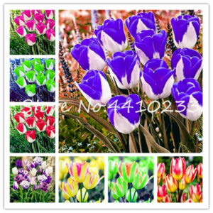 200 Pcs Tulip Bonsai Rare Flower Plants Ice Cream As Beautiful Tulips Potted Perennial Home Gardens Love - 2