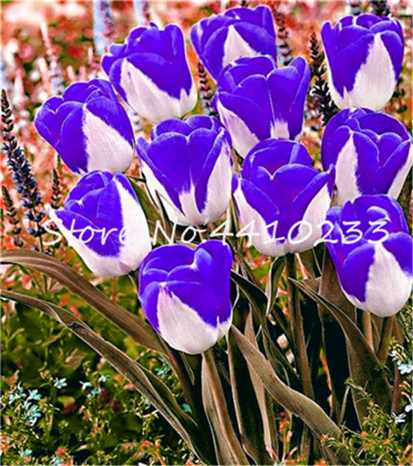 200 Pcs Exquisite Ice Cream Tulip Rare Perennial Flower Seeds For Indoor Outdoor Spaces - 4