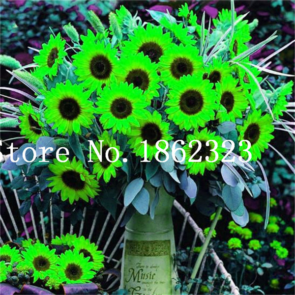 30piece Set Of Miniature Multicolored Dwarf Sunflower Perennial Floral Display For Indoors Or Outdoors - 6