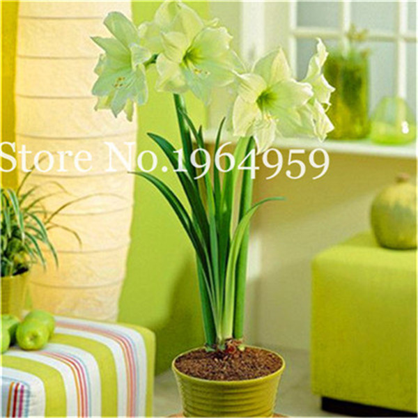 Discounted 100 Pieces Assorted Amaryllis Not Bulbs Ideal For Patios Indoor Decorative Blossoms In Pots - 5