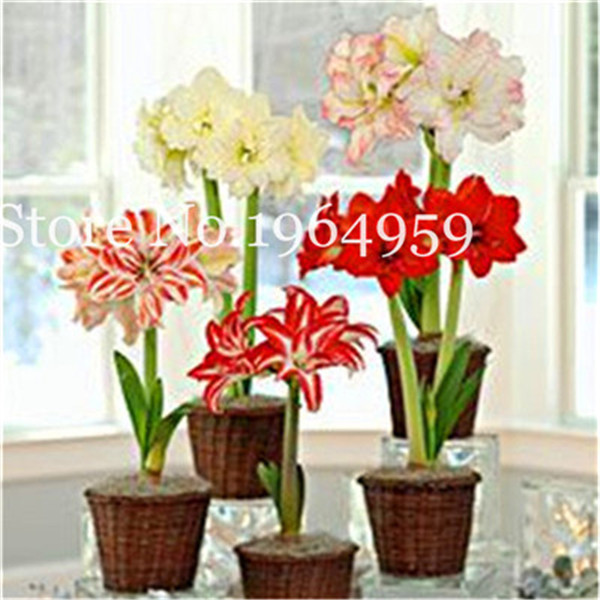 Discounted 100 Pieces Assorted Amaryllis Not Bulbs Ideal For Patios Indoor Decorative Blossoms In Pots - 2