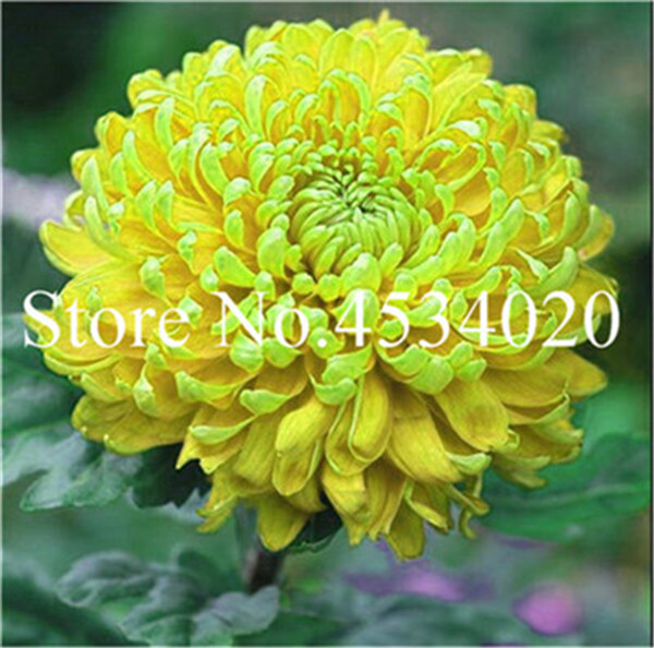 100pcs Unique Colored Chrysanthemum Perennial Daisy Flowers Ideal For Indooroutdoor Landscaping Decorations - 5