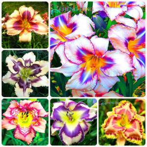 Sale! 200 Pcs Lily Bonsai Peruvian Alstroemeria Princess Flower Potted Planta Home Garden