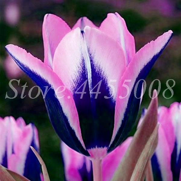 1000 Pcs Tulip Flower Seeds Charming Perennial Tulipanes Ideal For Pots Containers Indoor Outdoor Use - 7