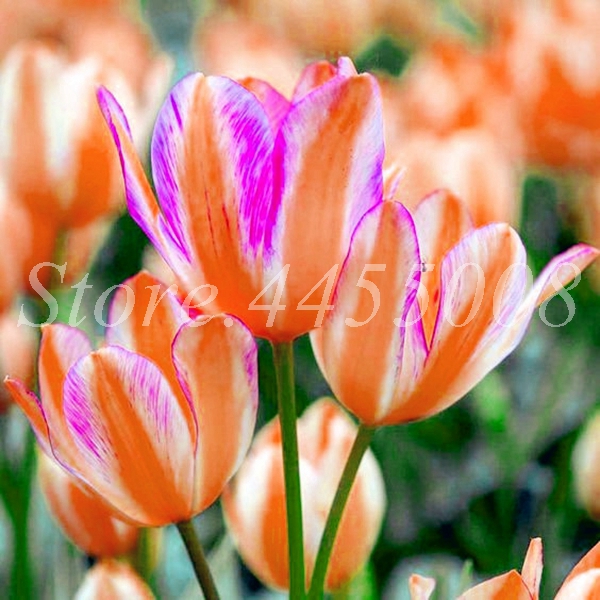 1000 Pcs Tulip Flower Seeds Charming Perennial Tulipanes Ideal For Pots Containers Indoor Outdoor Use - 4