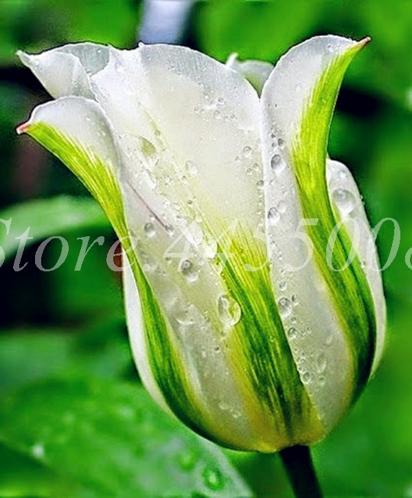 1000 Pcs Tulip Flower Seeds Charming Perennial Tulipanes Ideal For Pots Containers Indoor Outdoor Use - 3