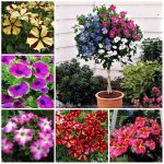 Petunia Large Tree Bonsai Flower Plants Petals Rotating Series Bonsais 100pcs - 2