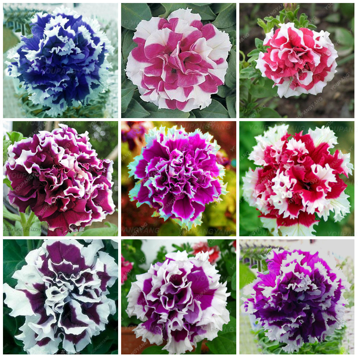 Petunia Tree Rotating Series Large Blooming Flowers 100pc Pack Ideal For Outdoor Landscaping And Decorations - 1