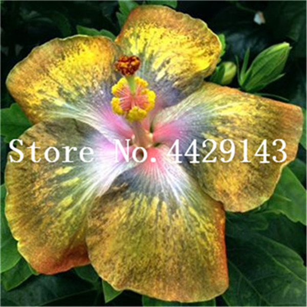 100 Pcs Giant Perennial Hibiscus Flower Seeds Air Purifier For Indoor And Outdoor Spaces - 5