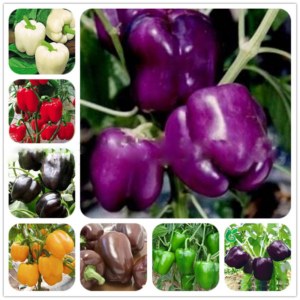 Heirloom Thai Sun Pepper Capsicum Annuum Ornamental Chili Pcs Mini Bonsais Vegetable Bonsai Plants