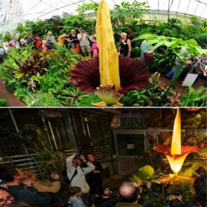 Giant Plants Garden Taro Bonsai Rare Flowers Organic Exotic Plant Semillas Home Jardin Flower 5