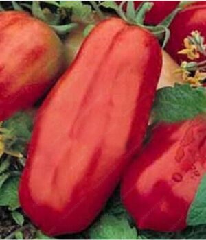 100 Pcsbag Rare Tomato Plants Organic Heirloom Vegetables Perennial Non-gmo Plant Pot Home Garden - 2