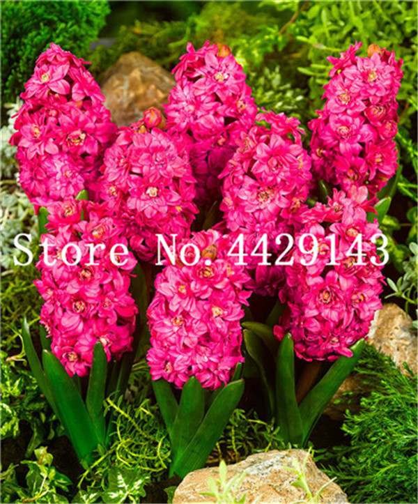 100pcs Hyacinthus Orientalis Hyacinth Potted Indoor Blooms Exotic Floral Decor - 1