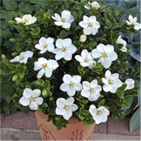 30piece Jasmine Set Aromatic Blooming Flowers High Budding Rate 97 Ideal For Indoor And Outdoor Decorations - 6