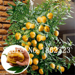 100 Pcs Rare Mini Sweet Melon Eggplant Plants Flower Potted Plant Garden Fruit Trees Southern United Bonsai - 2