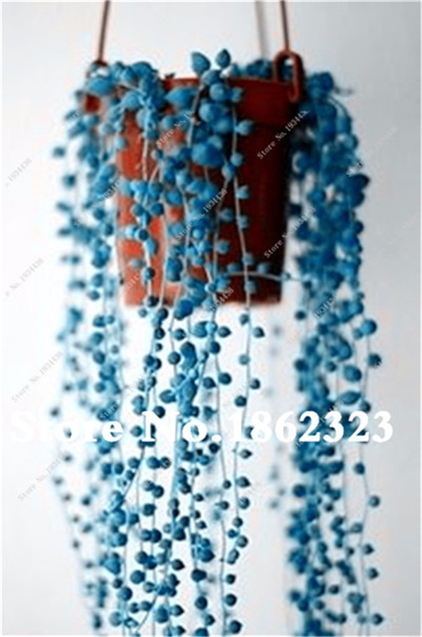 Sale! 200 Pcs Blue Pearl Chlorophytum Bonsai Desktop Flowers Succulents