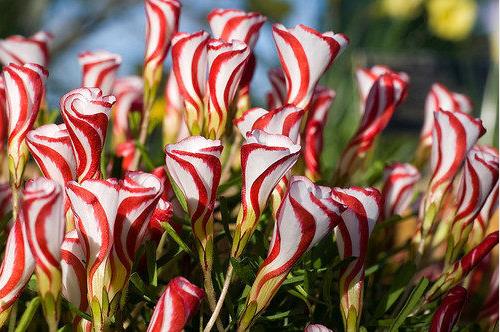 200pcs Oxalis Versicolor Flower Seeds Rare Exotic Bloom Indoor Outdoor Landscaping - 3